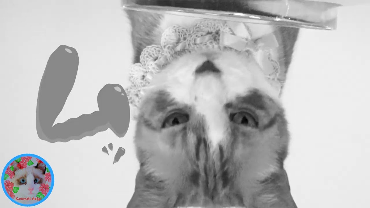 この猫がムッとするには訳があるんです！ Cat and Bells