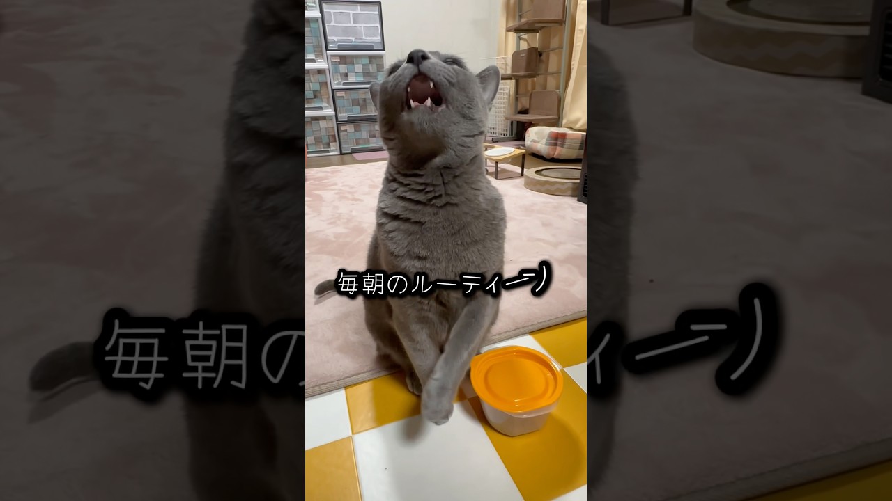 【ロシアンブルー】食いしん坊めろん〜朝のカリカリおかわりのおねだり姿🤗【猫】#shorts