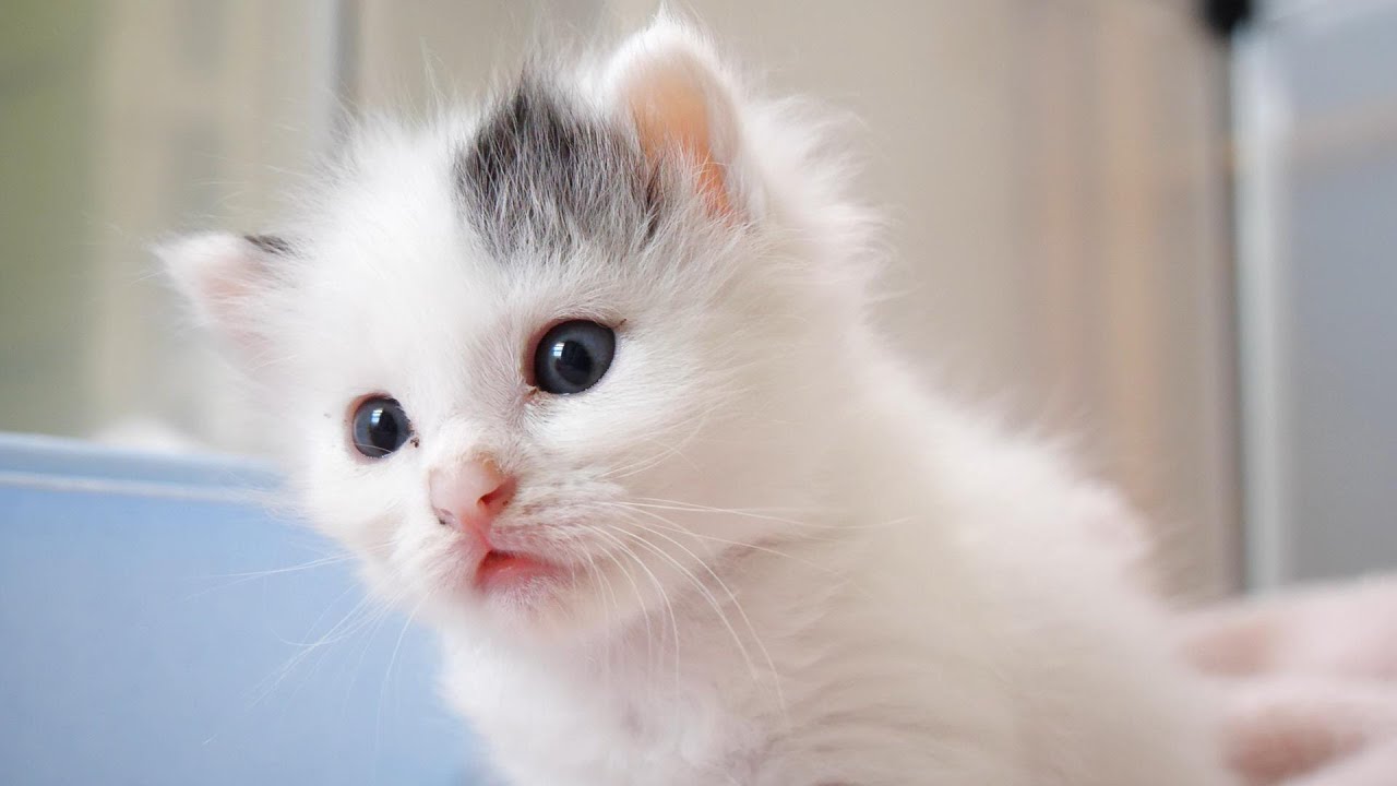 子猫に衝撃が走る？ひとりでトイレだって！！【赤ちゃん猫　保護猫】