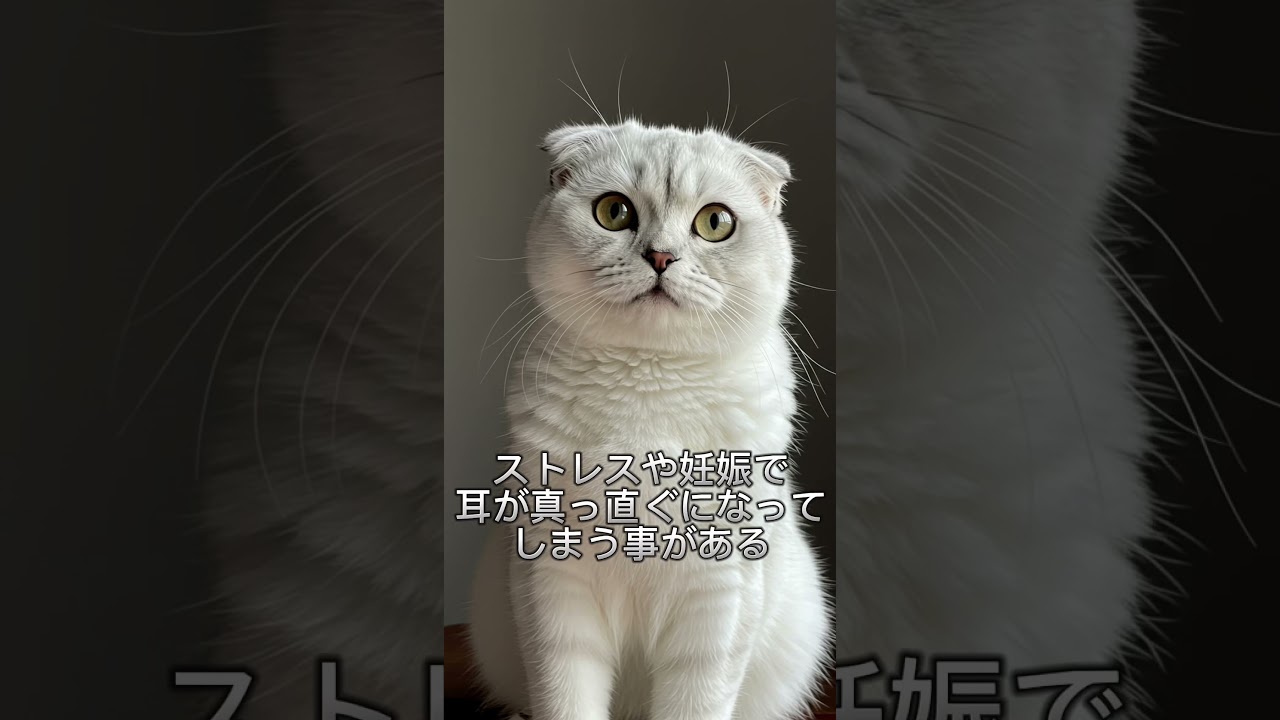 ［ぬこ］スコティッシュフォールド #猫のいる暮らし #cat #猫のいる生活 #猫好き #猫好きさんと繋がりたい