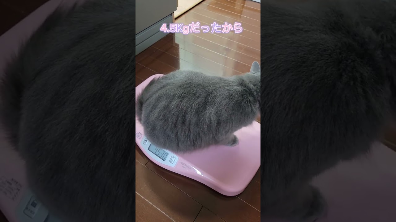 1歳を過ぎたサイベリアンの成長【サイベリアン・キキのKIKICHANNEL】#shorts #サイベリアン #猫