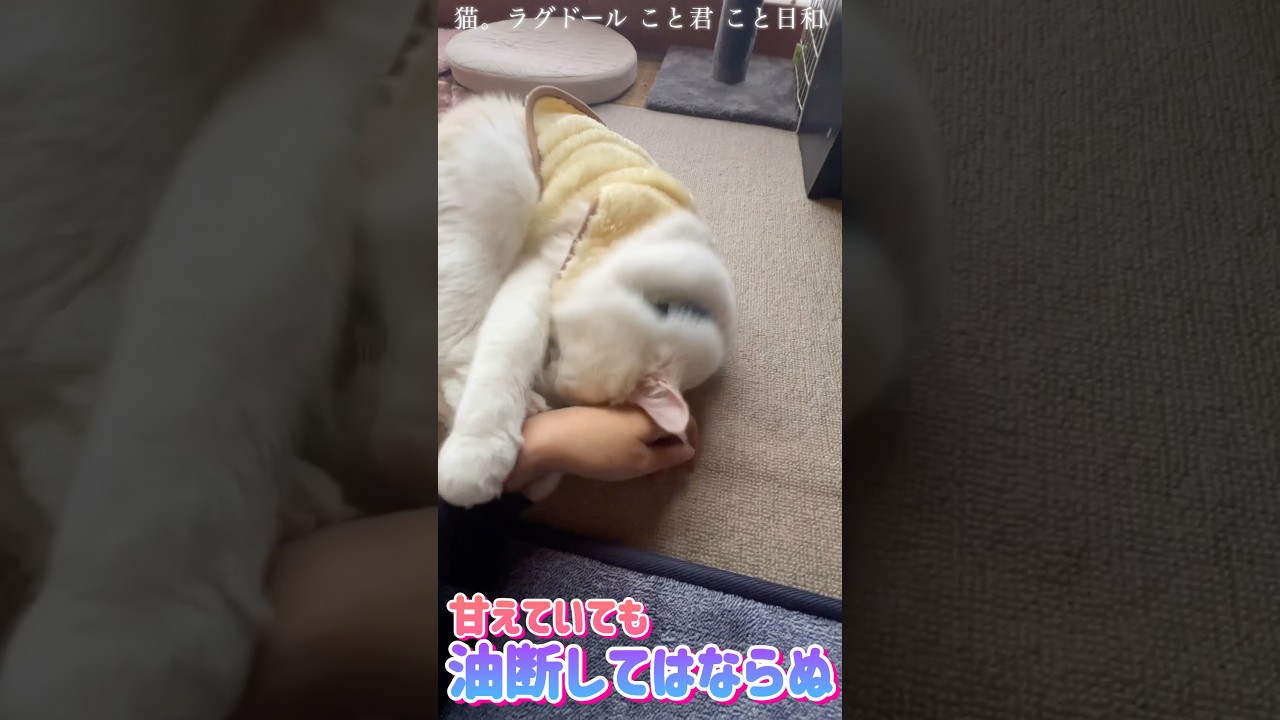 猫。甘えていても油断してはいけない！#shorts
