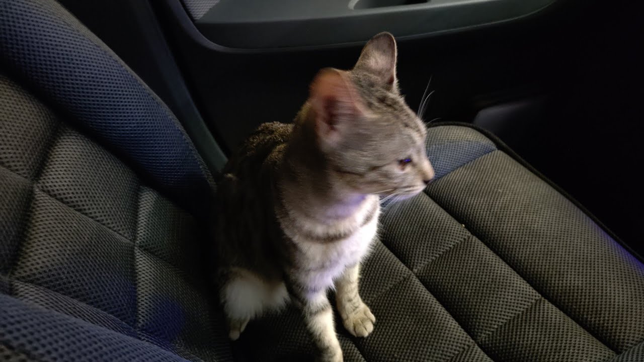 🎉志願兵（チャンネル登録者様）100人突破記念動画🎉　✨️皆様誠にありがとうございます🙇✨️