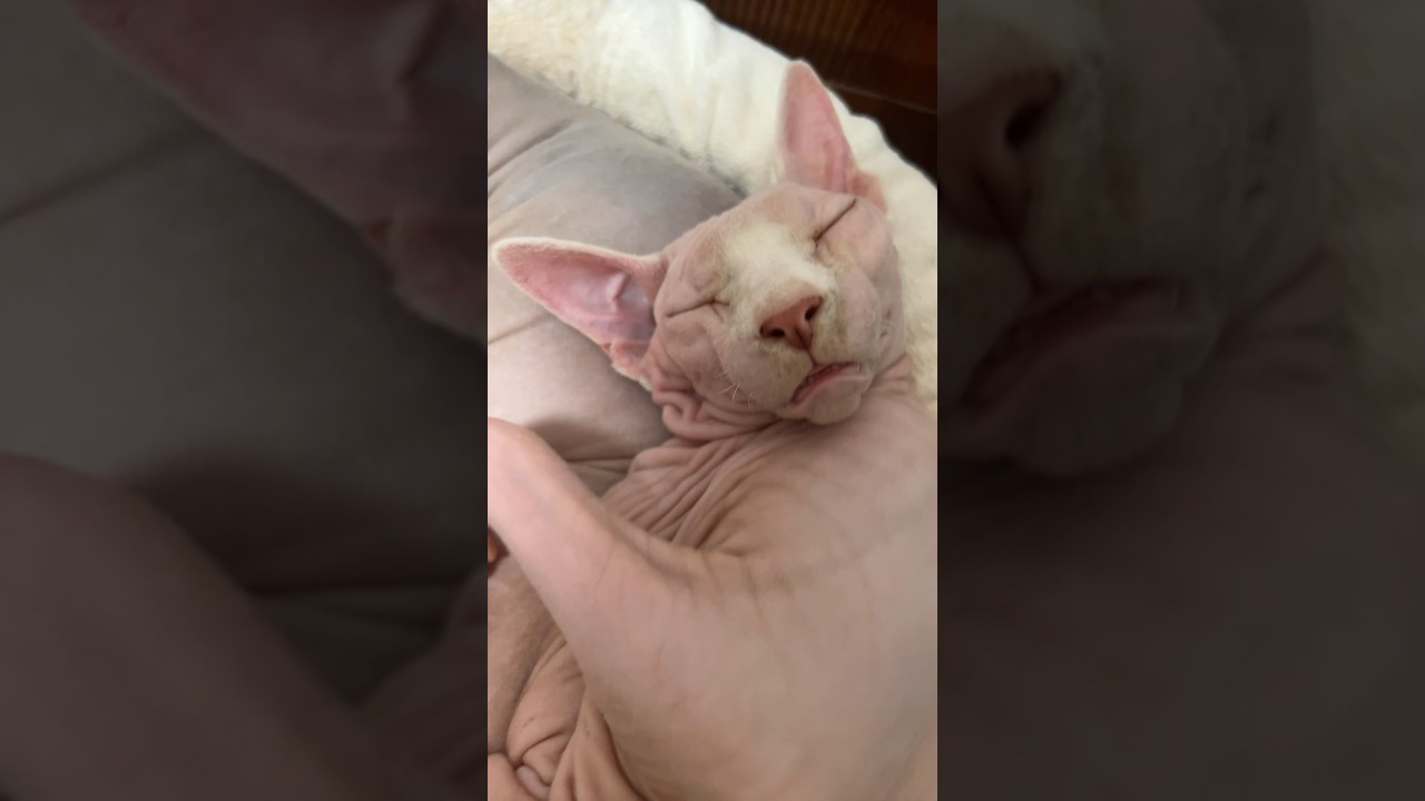 気持ちよさそうに眠る可愛いちゃんたち！毛のない猫【スフィンクス猫】