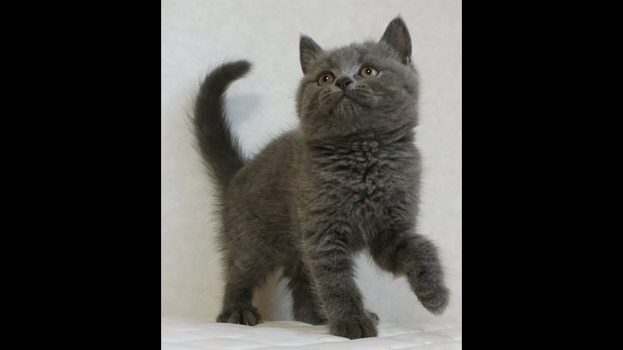 セルカークレックス子猫　Selkirk Rex　2024.12.6産まれ　ブルー　ストレート　男の子　シーダキャット猫のお店