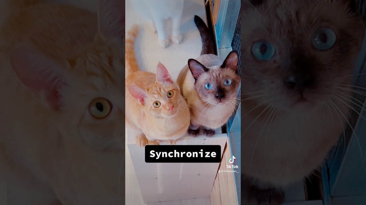 そっくり!!#猫 #シャム #茶トラ #シンクロ #父 #息子 #かわいい #cats #svnchronize #kawaii #cute #fyp