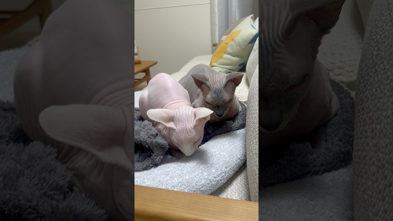 ピタッとくっつく毛のない猫たちが可愛すぎる【スフィンクス】