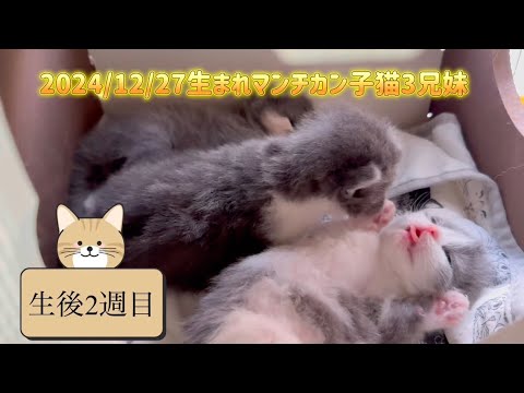 【マンチカンこねこ】意地でも寝てるこねこちゃん！munchkinkittens sleeping