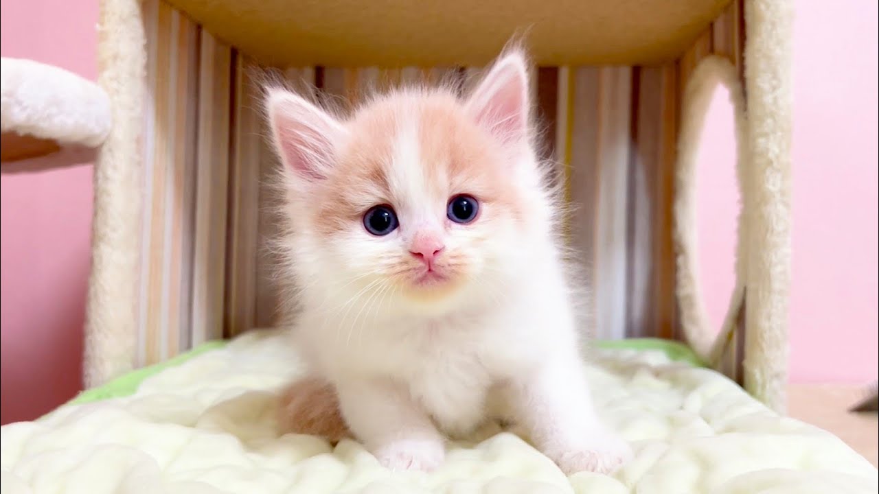 【マンチカンの子猫】子猫のわちゃわちゃ遊びすぎて視線もわちゃわちゃな件 ～猫のいる生活Vol.1079～出産動画 マンチカン短足・ミヌエット・ペルシャ猫専門ブリーダー『ペット蔵人』【子猫の成長記録】