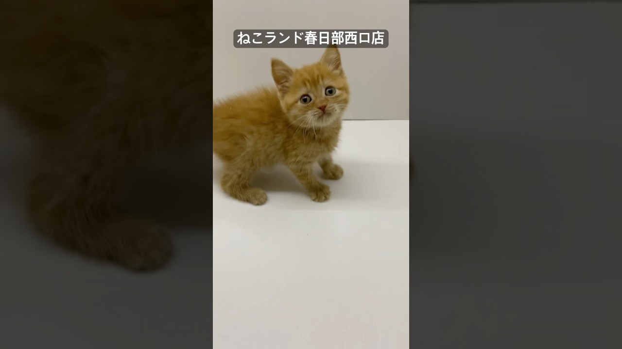 【子猫販売】#茶トラ #茶トラ猫 #スコティッシュフォールド #ねこランド #春日部