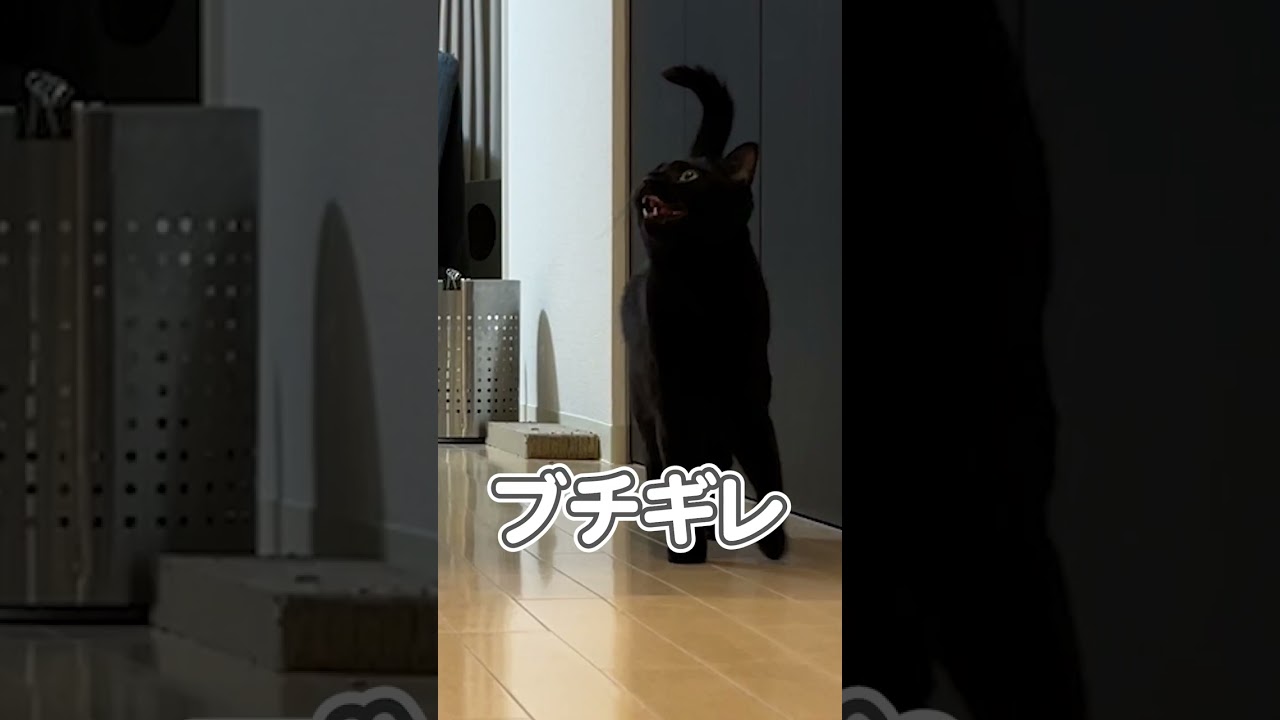 猫に内緒で、そ〜っと隠れてみた結果…