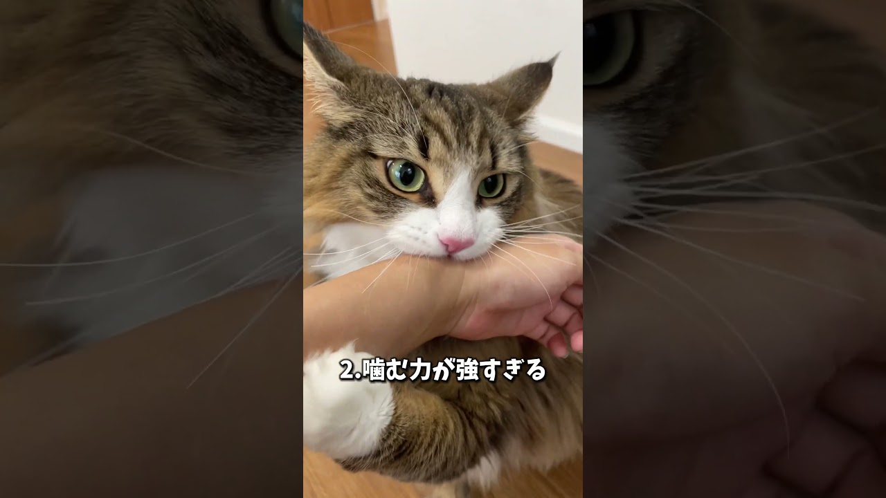 ノルウェージャンってちょっと変わってる？　 #cat #猫 #ノルウェージャンフォレストキャット #北欧猫