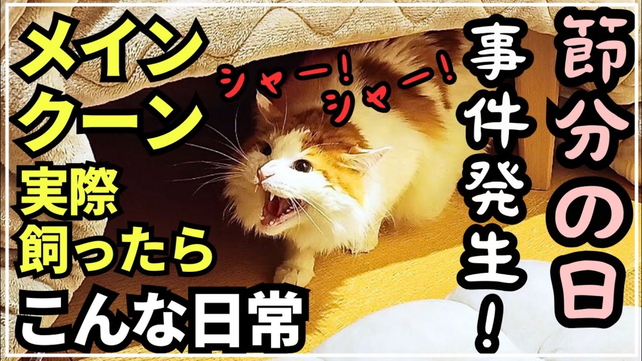 穏やかな猫メインクーンが苦手なもの