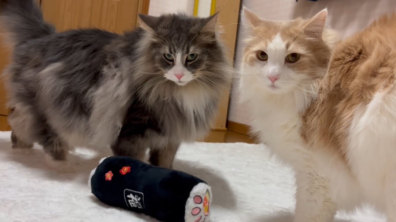 【節分👹】恵方巻きを食べようと思ったら…事件が起こった…ノルウェージャンフォレストキャットとターキッシュアンゴラ♡