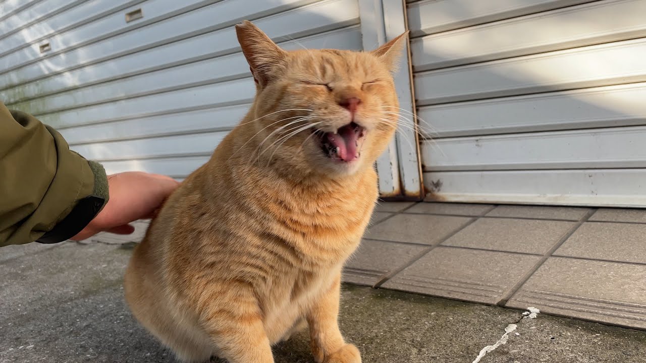 ボブテイル茶トラ猫ちゃんがおしゃべりしながらナデナデを堪能する