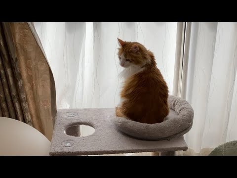 寒い日の猫タイム【マリー（メインクーン）】