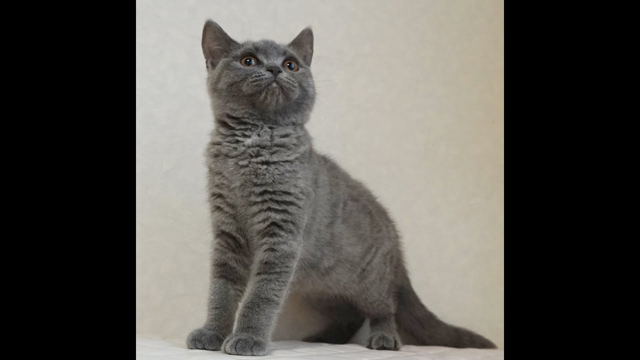 ブリティッシュショートヘアー子猫　British Shorthair　2024.10.1産まれ　ブルータビー　女の子　シーダキャット猫のお店
