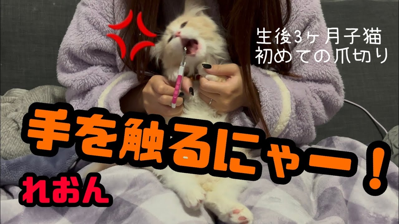 生後3ヶ月の子猫初めての爪切り【激おこ！】