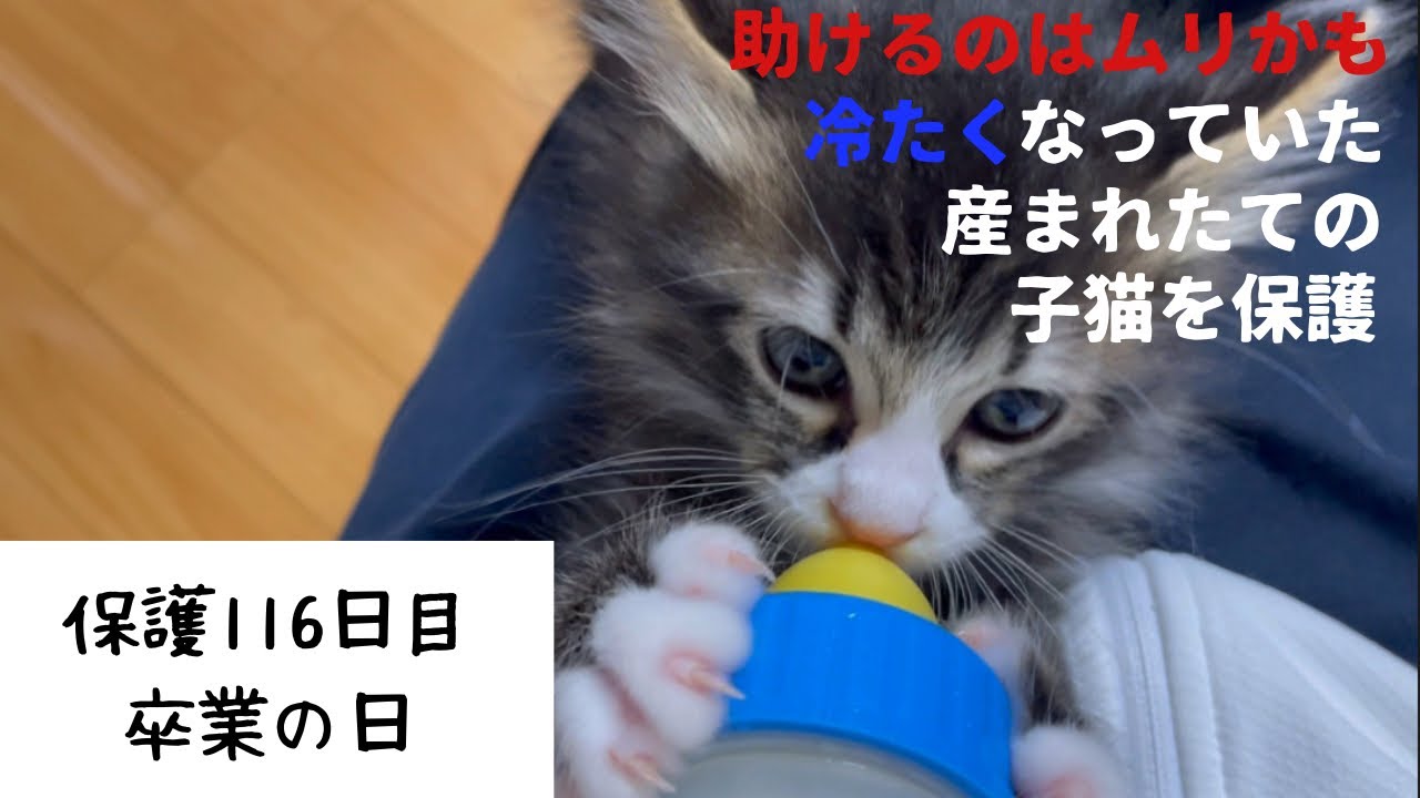 冷たくなっていた子猫の保護、116日目卒業の日