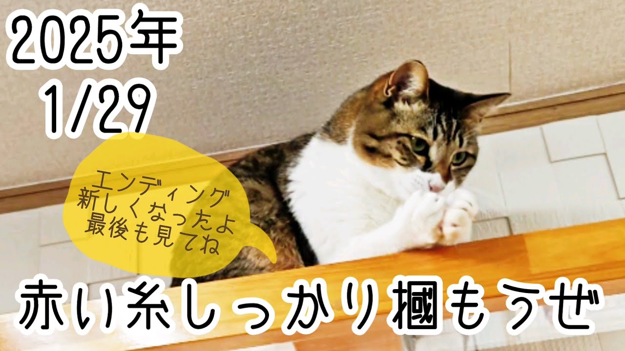 【保護猫】エンディング新しくなったよ見てね #保護猫 #里親募集中