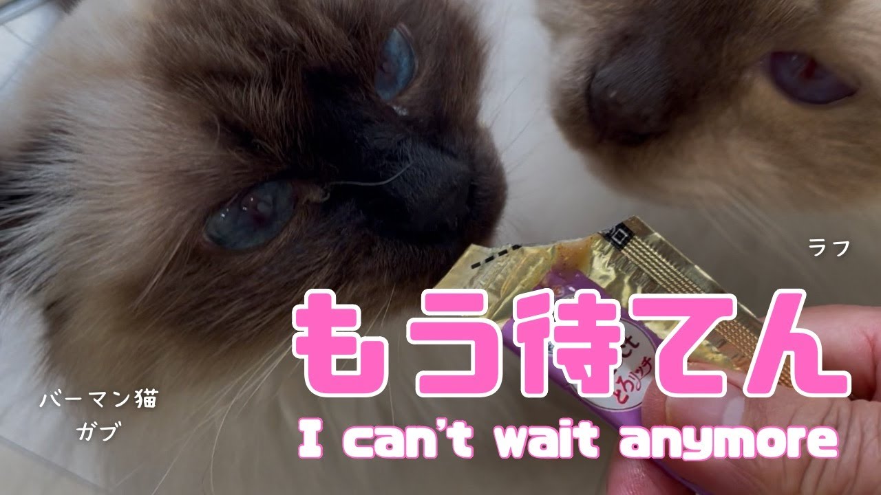 バーマン猫ガブとラフ【もう待てん】I can't wait anymore（バーマン猫）Birman/Cat