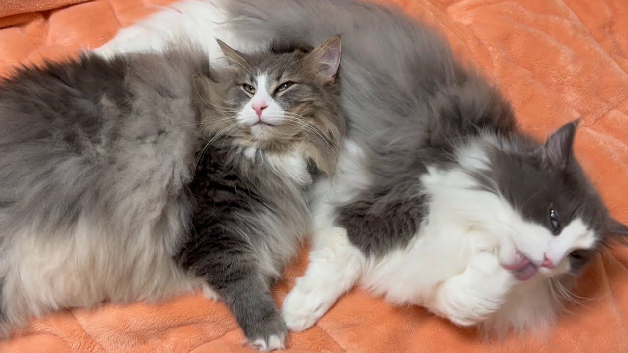 【癒し】もふ猫達の、のんびりくつろぐひととき〜✨ノルウェージャンフォレストキャットとターキッシュアンゴラ