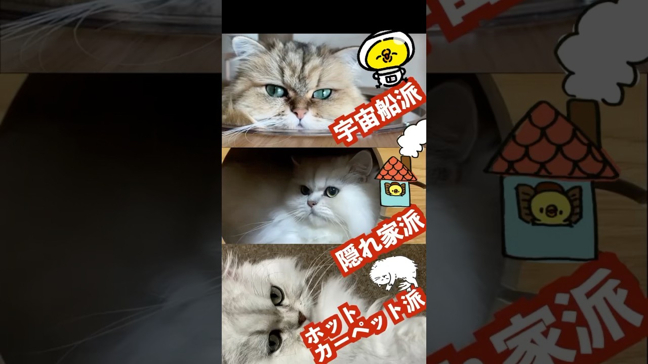 【3匹３様】ペルシャ猫と宇宙船タワー、それぞれの楽しみ方#キャットタワー#宇宙船