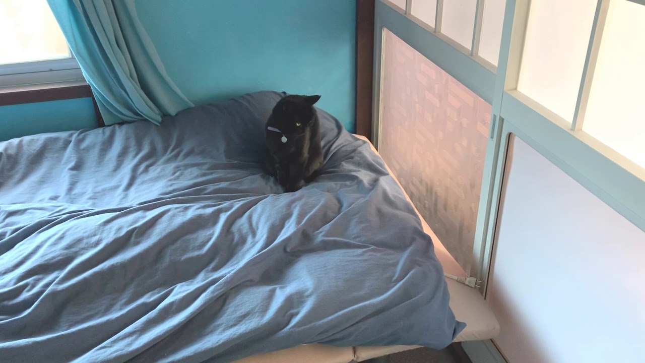 絶対に動かない猫がおもしろい！4匹黒猫ボンベイファミリーのにぎやかな1日