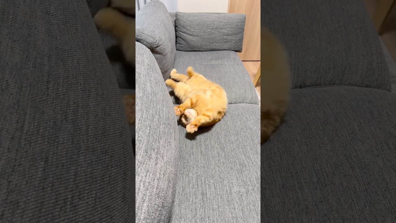 Mysterious Sofa Slide... What Is This Cat Planning?🐈💨