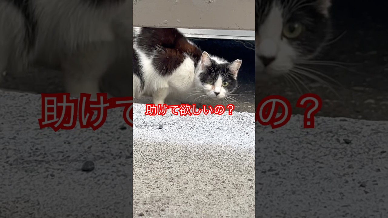 前編😺白黒ちゃんVSゴージャスさん🙀#cat#short#日本猫#癒し#japan#ねこ#shortshorts#おすすめ#威嚇#猫動画#猫のいる暮らし
