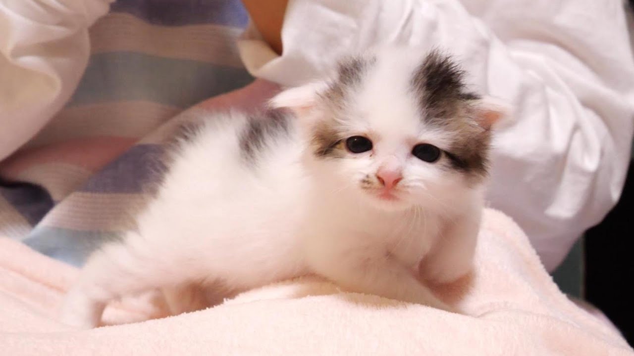 一番乗りの子猫がミルクを奪われないかと周囲を警戒？【赤ちゃん猫　保護猫】