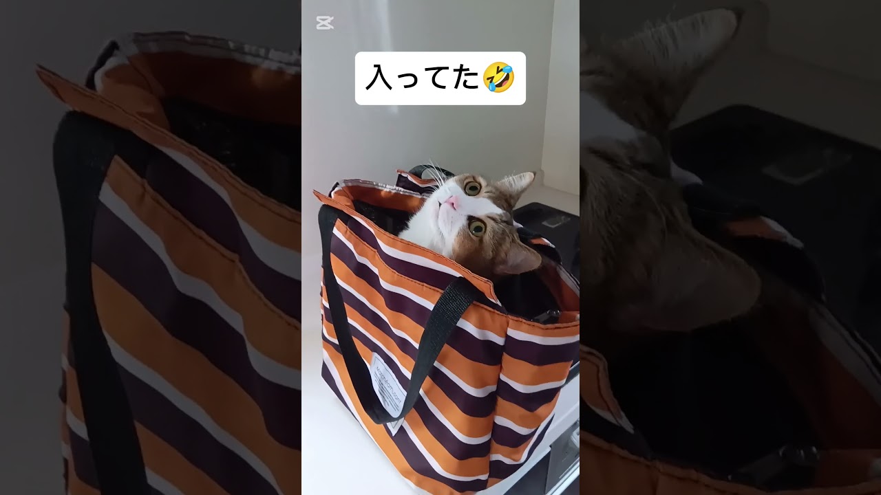 エコバッグがお気に入りな猫さん #cat #アメリカンカール #アメリカンショートヘア #猫のいる暮らし #ねこ #ねこのいる生活 #エコバッグ#猫好きさんと繋がりたい