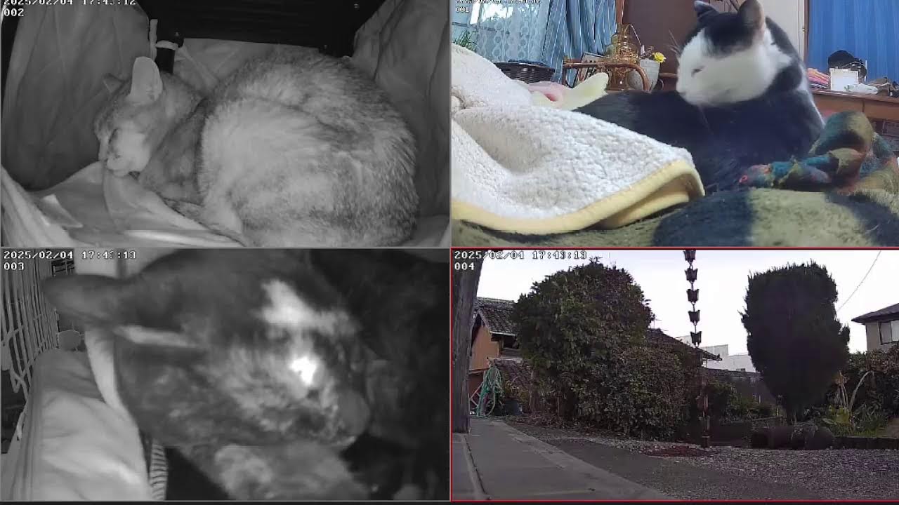 ねこ日和　野良猫げんちゃん、玄関までもう一歩です　 猫ライブ