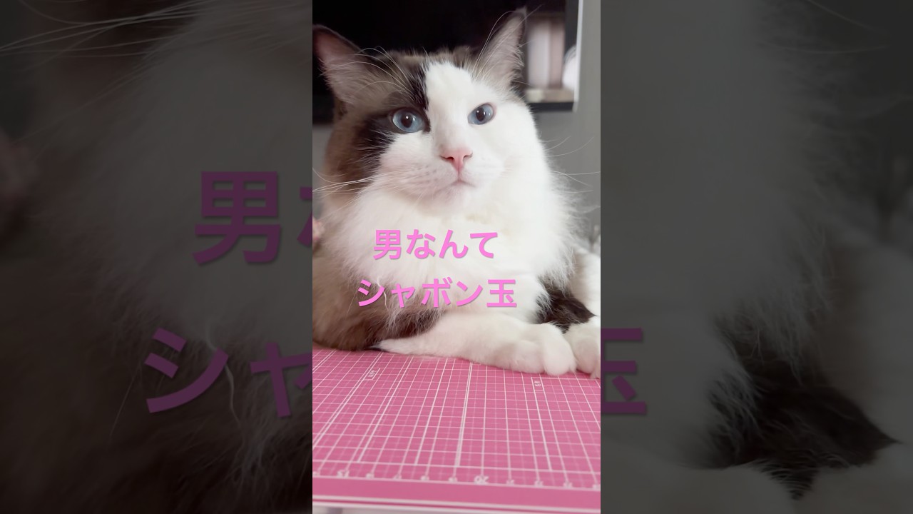 【猫動画】ペルシャのラムちゃんだけが女の子な世界線😈最後まで観てだっちゃ⚡️#shorts #猫#うさぎ
