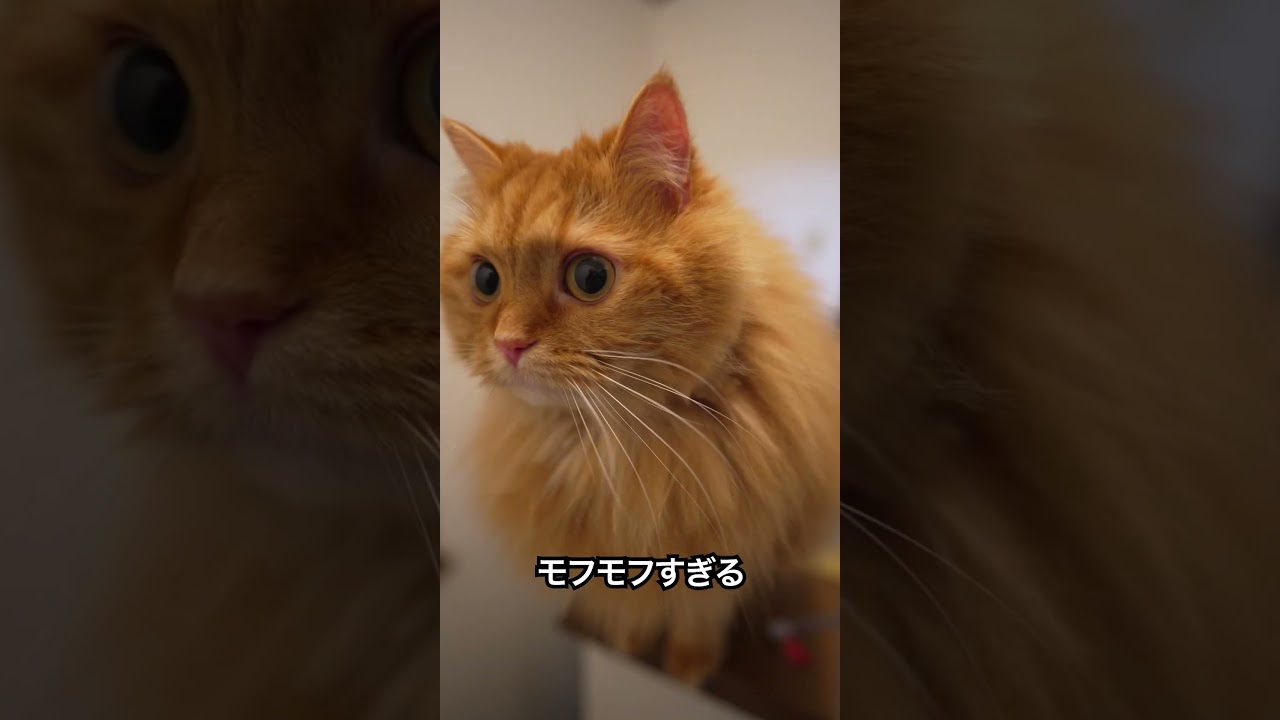 お目目まんまる猫。可愛すぎる…。 #cat #しゃちょー #猫のいる暮らし #マンチカン #モフモフ　#shorts #shortvideo
