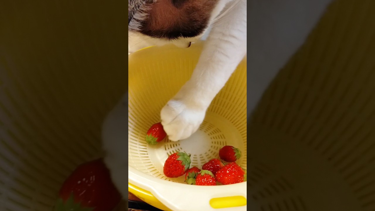 ピカピカいちご、ころころころ➰🍓 #猫 #シャム猫 #保護猫 #shorts