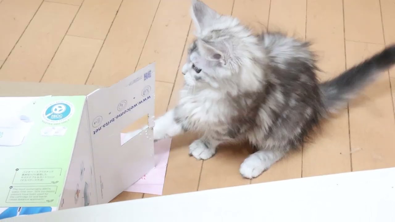 ブリタの箱で遊ぶメインクーン子猫