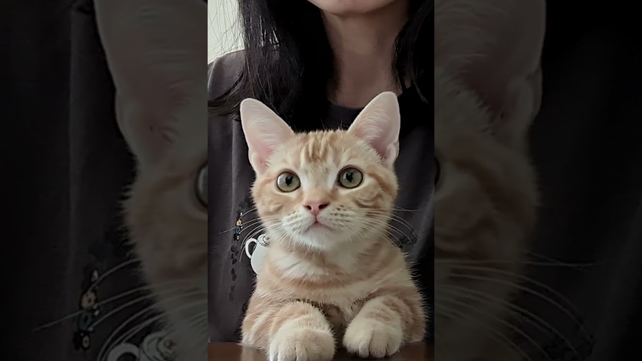 飼い主パソコン作業中 生後4ヶ月#アメリカンカール