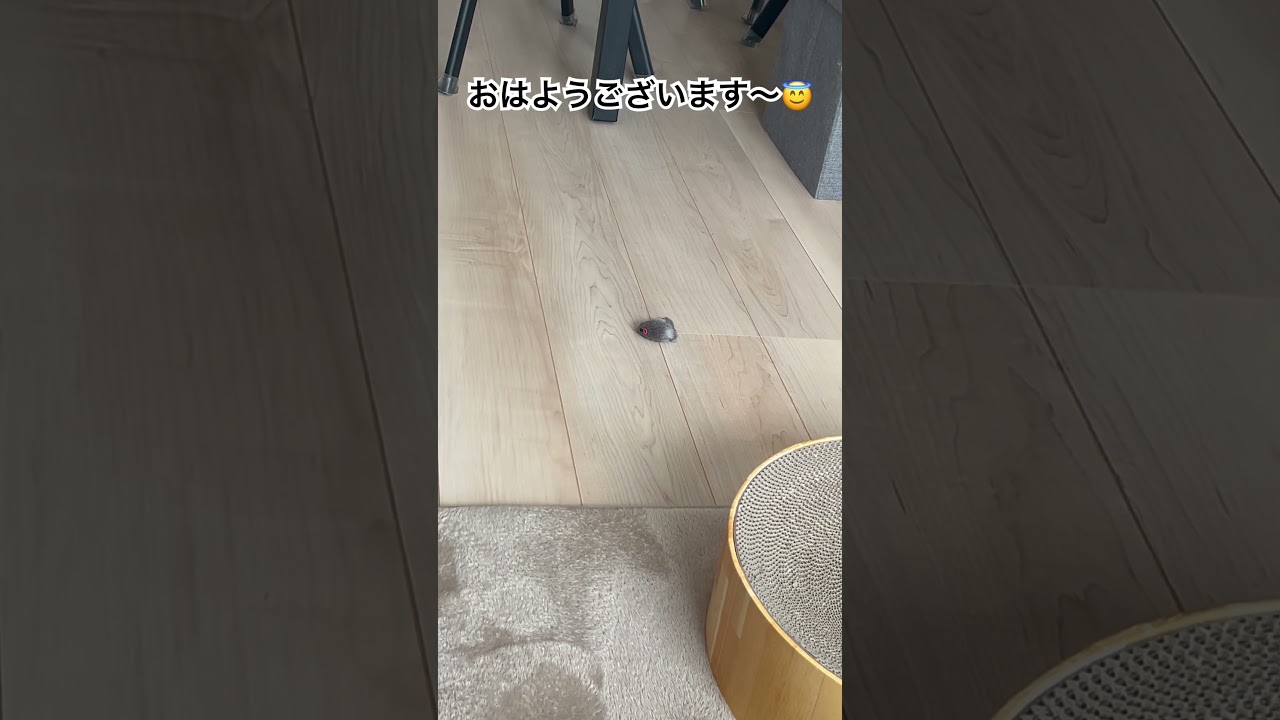 めっちゃ遊ぶヒマラヤンのマーベル🐈🐾 #shorts #猫のいる暮らし #cat #ねこのいる生活 #猫好きさんと繋がりたい