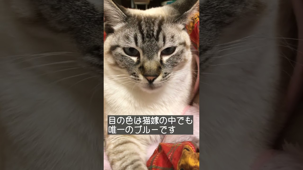 生誕祭！二乃編。みんな大好きシャム猫です