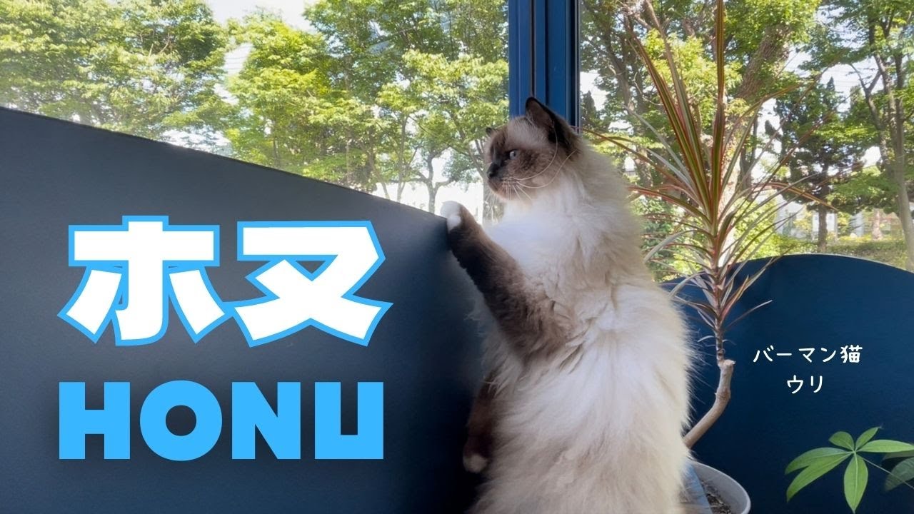 夏空を見上げるバーマン猫ウリ【ホヌ】HONU（バーマン猫）Birman/Cat