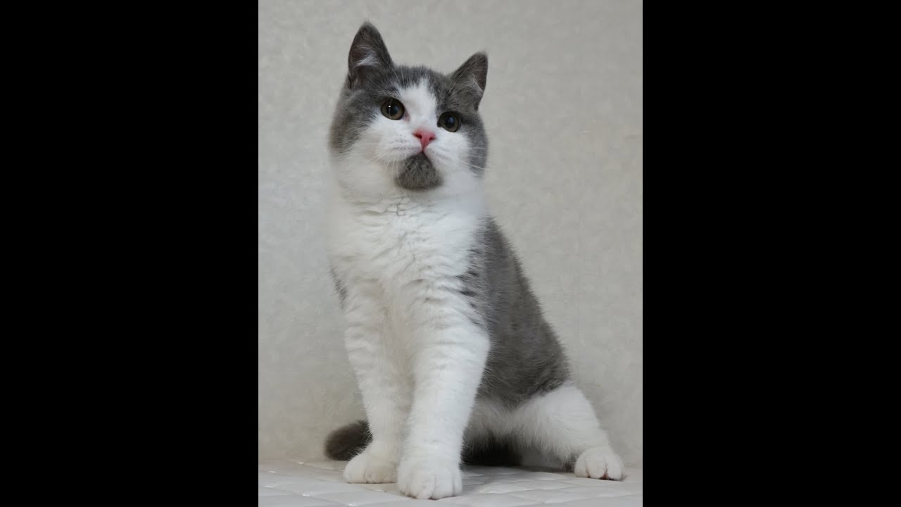 ブリティッシュショートヘアー子猫　British Shorthair　2024.10.1産まれ　ブルータビー＆ホワイト　男の子　シーダキャット猫のお店