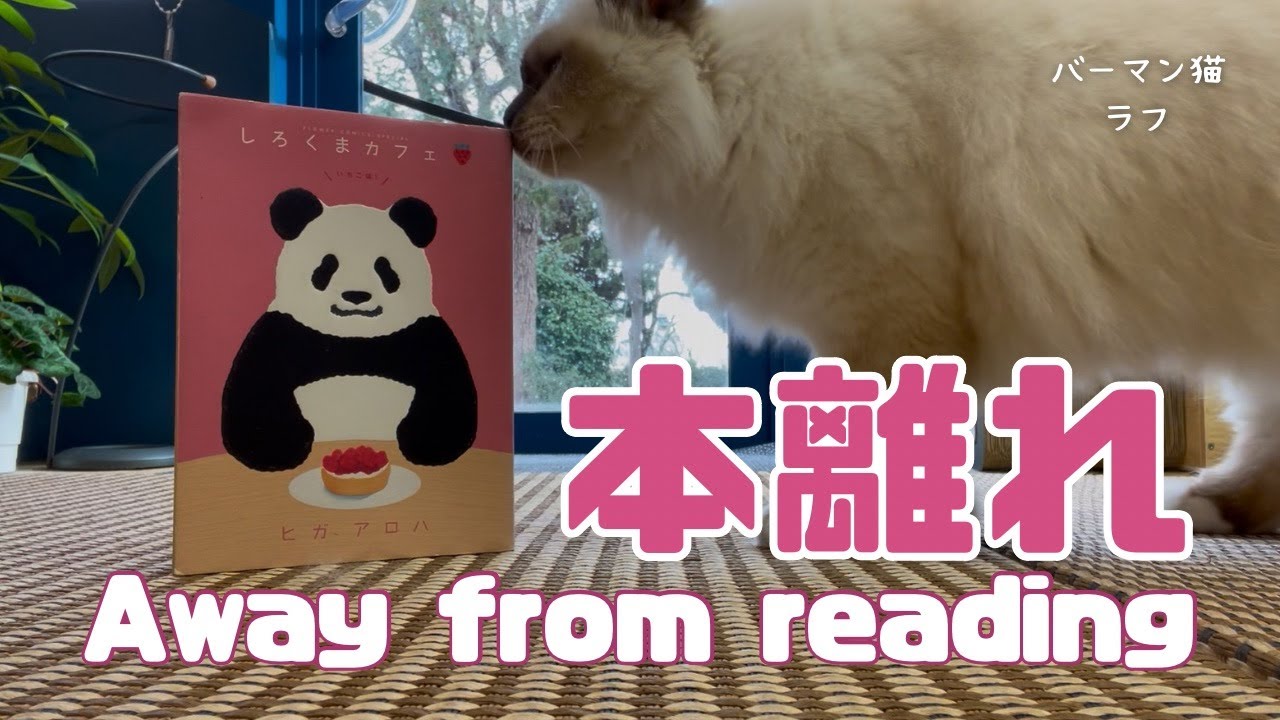バーマン猫ラフ【本離れ】Away from reading（バーマン猫）Birman/Cat