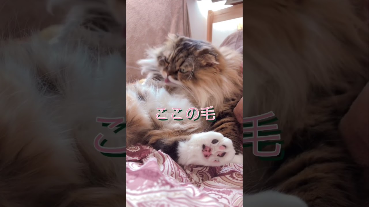 毛が長すぎてひっくり返るもふもふ猫#スコティッシュフォールド #もふもふ #折れ耳 #ほのぼの #毛づくろい #長毛種 #癒し #モラン #shorts