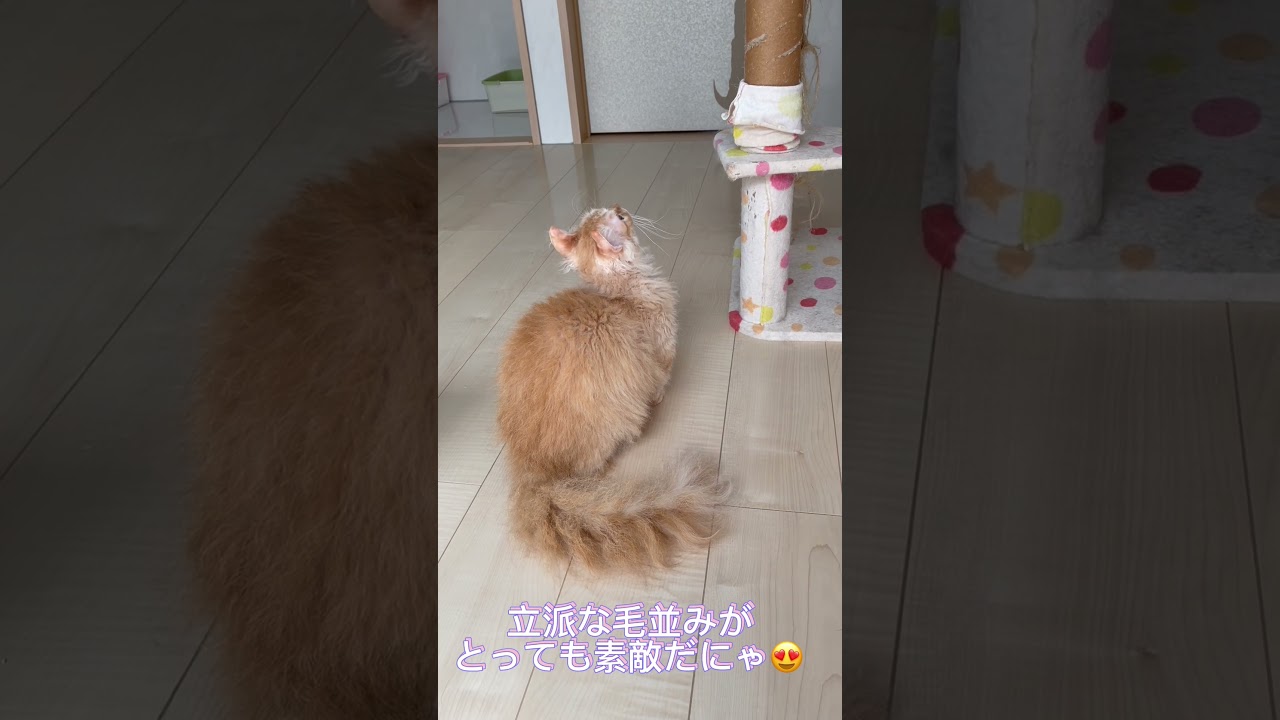 のほほん猫ちゃんが好きなのは🥰 #ブリーダー直販 #ラパーマ #猫 #子猫 #マンチカン #ミヌエット # #cat