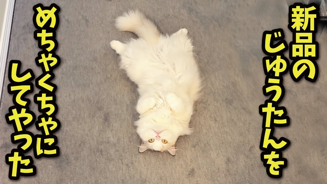 新品のじゅうたんが穴だらけになってました😹【関西弁でしゃべる猫】【猫アテレコ】