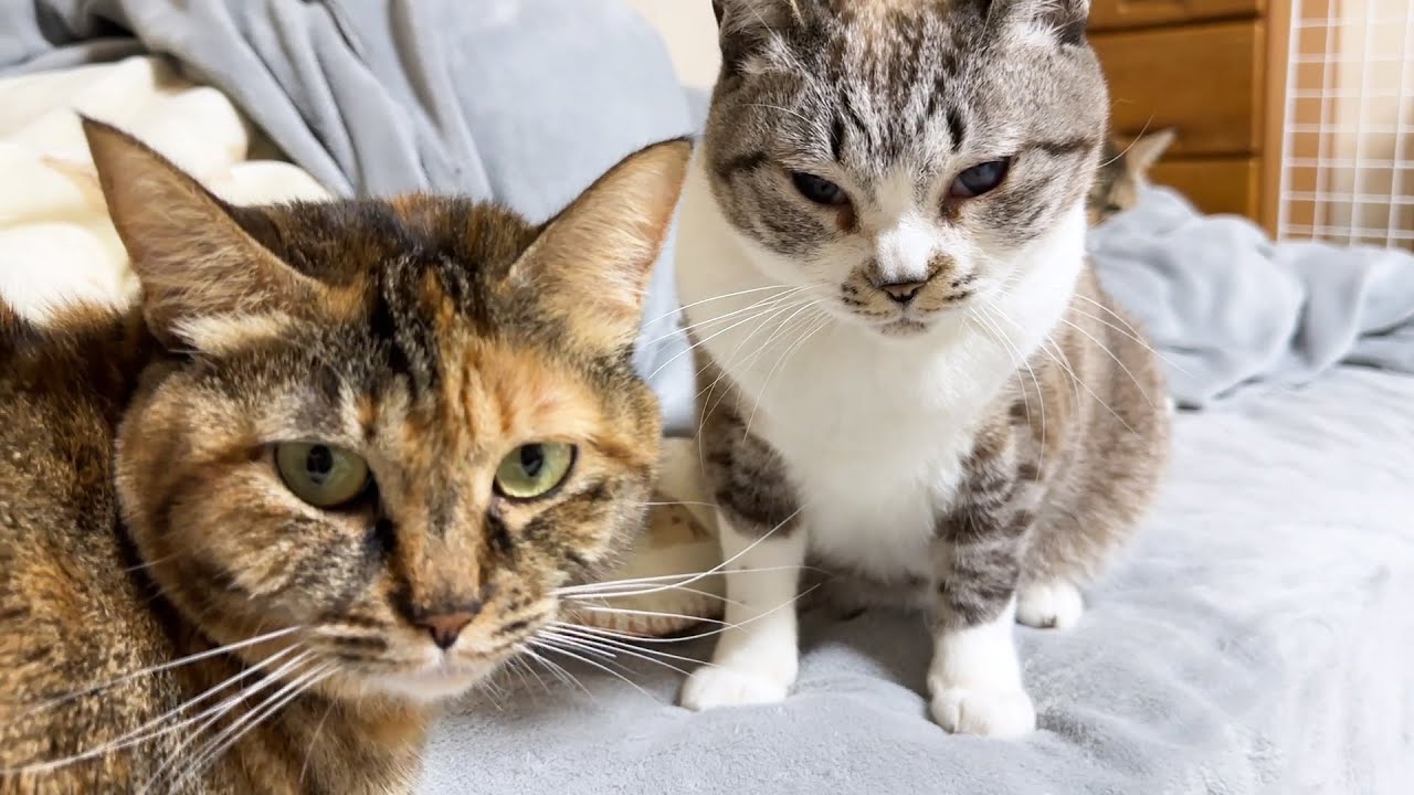 思ったことがそのまんまお顔に出る真っ直ぐな性格の猫はこちらです