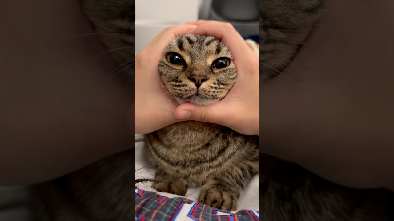 寝起きの無防備すぎる猫が可愛すぎる!! #shorts #猫 #cat