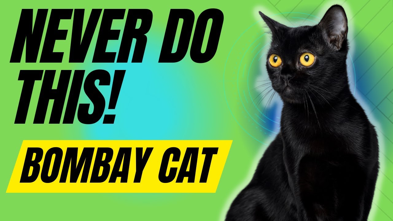 6 Things You Must Never Do With Your Bombay Cat