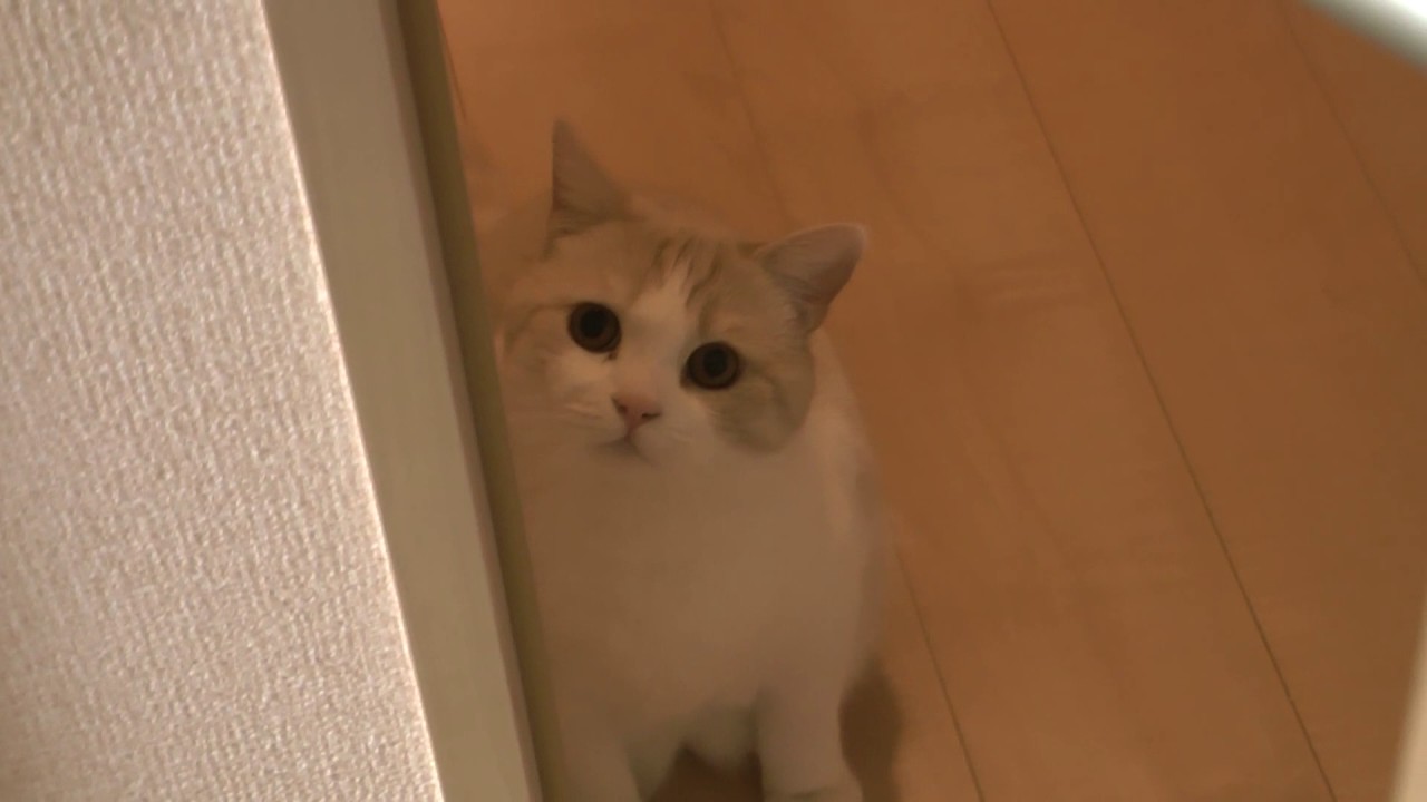 【激カワ】スコティッシュフォールド